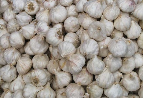 AGLIO BIANCO POLESANO AGLIO BIANCO POLESANO