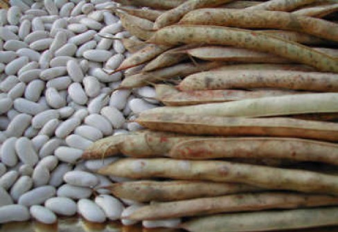 FAGIOLO CANNELLINO DI ATINA FAGIOLO CANNELLINO DI ATINA