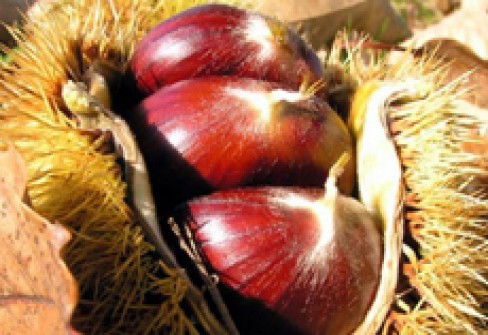 MARRONE DI CAPRESE MICHELANGELO MARRONE DI CAPRESE MICHELANGELO