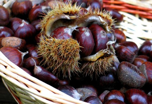 MARRONI DEL MONFENERA MARRONI DEL MONFENERA