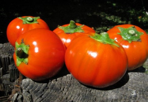 MELANZANA ROSSA DI ROTONDA MELANZANA ROSSA DI ROTONDA