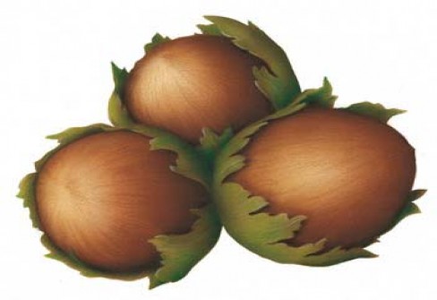 NOCCIOLA ROMANA NOCCIOLA ROMANA