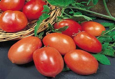 POMODORO SAN MARZANO POMODORO SAN MARZANO