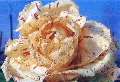 RADICCHIO VARIEGATO DI CASTELFRANCO: RADICCHIO VARIEGATO DI CASTELFRANCO:
