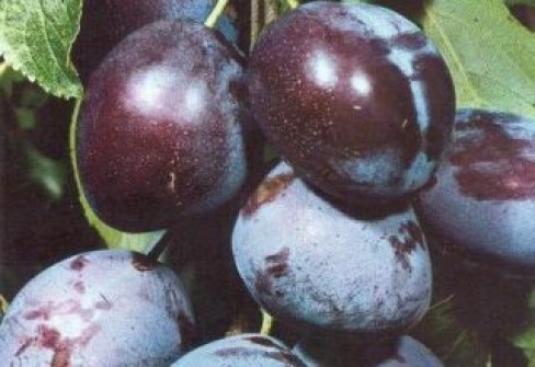 SUSINA DI DRO SUSINA DI DRO