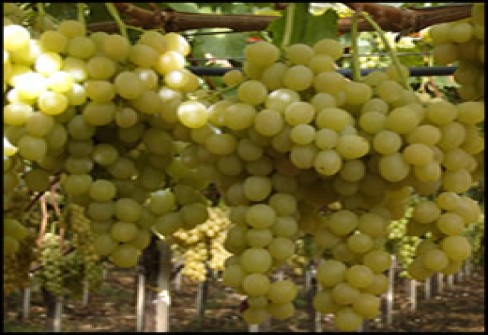 UVA DA TAVOLA DI CANICATTI’ UVA DA TAVOLA DI CANICATTI’