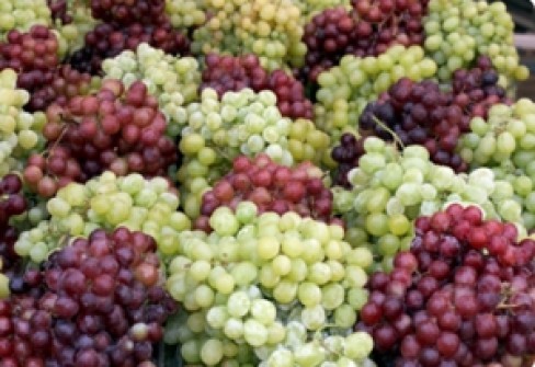 UVA DI PUGLIA UVA DI PUGLIA