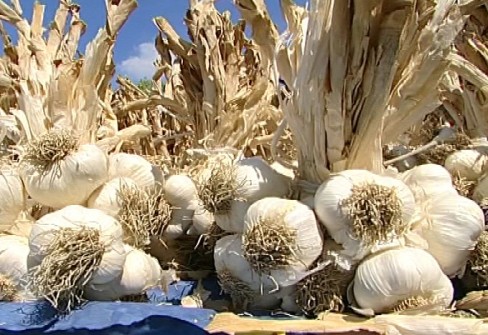 AGLIO DI VOGHIERA AGLIO DI VOGHIERA