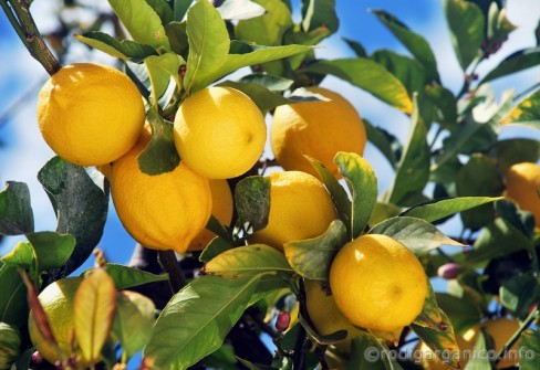 LIMONE FEMMINELLO DEL GARGANO LIMONE FEMMINELLO DEL GARGANO