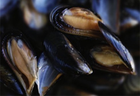 COZZA DI SCARDOVARI COZZA DI SCARDOVARI